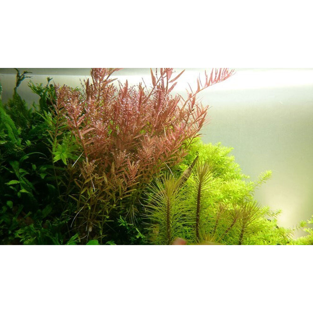 Rotala rotundifolia potted 033 | Potted Plants | Largest Tropical Fish Selection at Your Local Fish Store