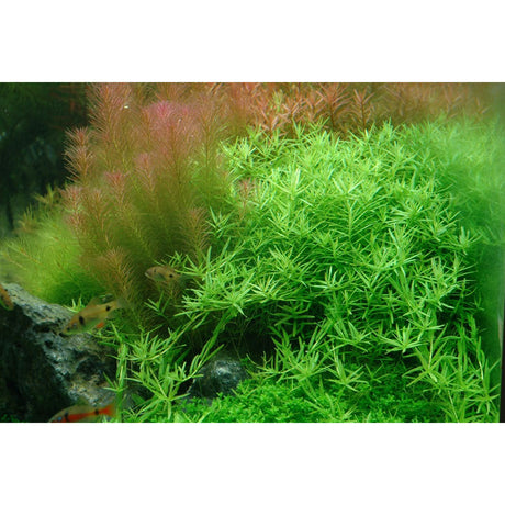 Rotala-sp-Green-potted-033A