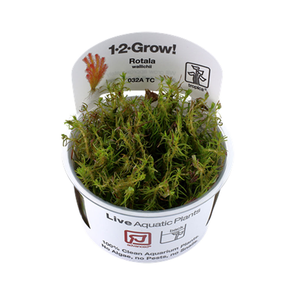 Rotala wallichii 1-2-Grow 032A TC | Tissue Cultures | Largest Tropical Fish Selection at Your Local Fish Store