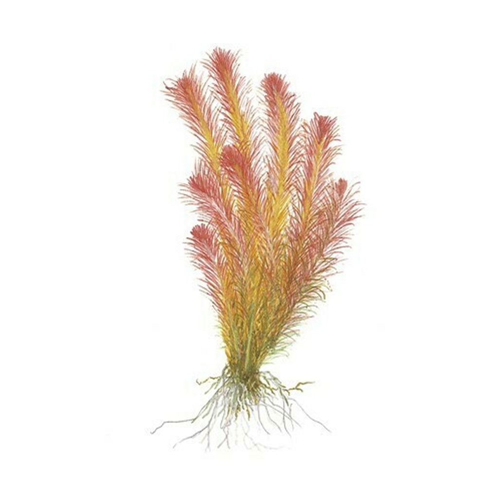 Rotala wallichii 1-2-Grow 032A TC | Tissue Cultures | Largest Tropical Fish Selection at Your Local Fish Store