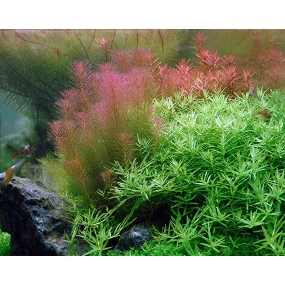 Rotala wallichii 1-2-Grow 032A TC | Tissue Cultures | Largest Tropical Fish Selection at Your Local Fish Store