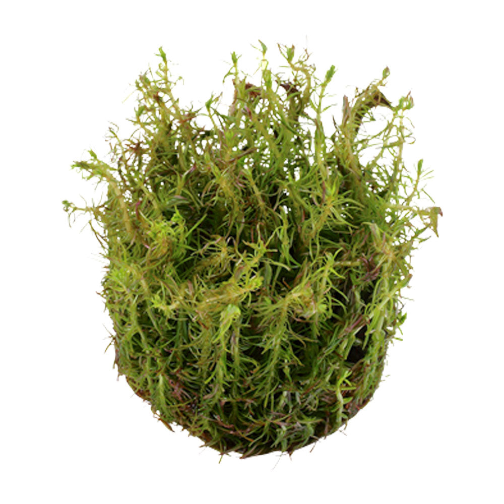 Rotala wallichii 1-2-Grow 032A TC | Tissue Cultures | Largest Tropical Fish Selection at Your Local Fish Store