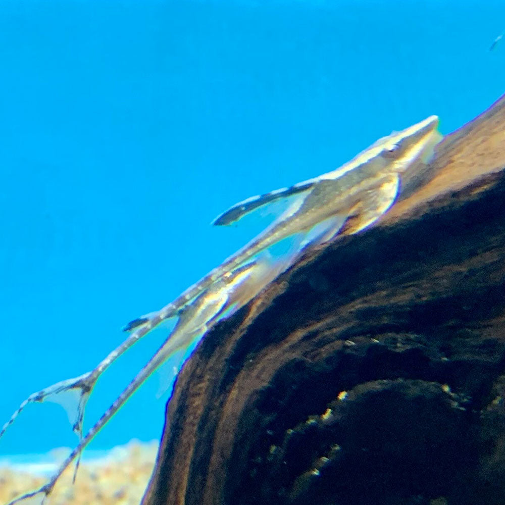 Royal Farlowella Catfish (Sturisoma panamense) 3.5-4cm | Catfish Loaches & Plecos | Largest Tropical Fish Selection at Your Local Fish Store