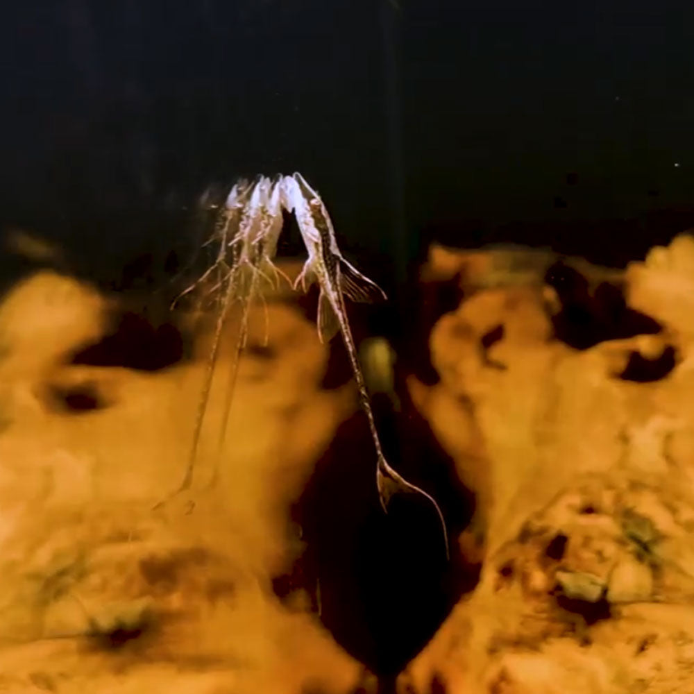 Royal Farlowella Catfish (Sturisoma panamense) 3.5-4cm | Catfish Loaches & Plecos | Largest Tropical Fish Selection at Your Local Fish Store