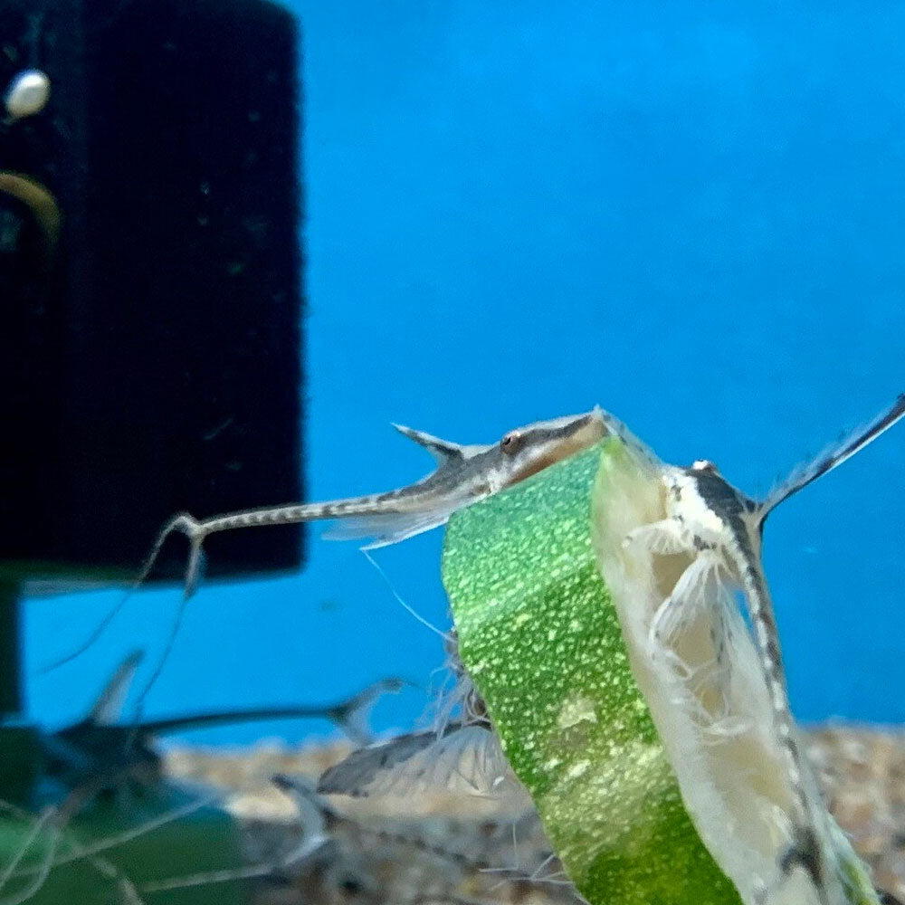 Royal Farlowella Catfish (Sturisoma panamense) 3.5-4cm | Catfish Loaches & Plecos | Largest Tropical Fish Selection at Your Local Fish Store