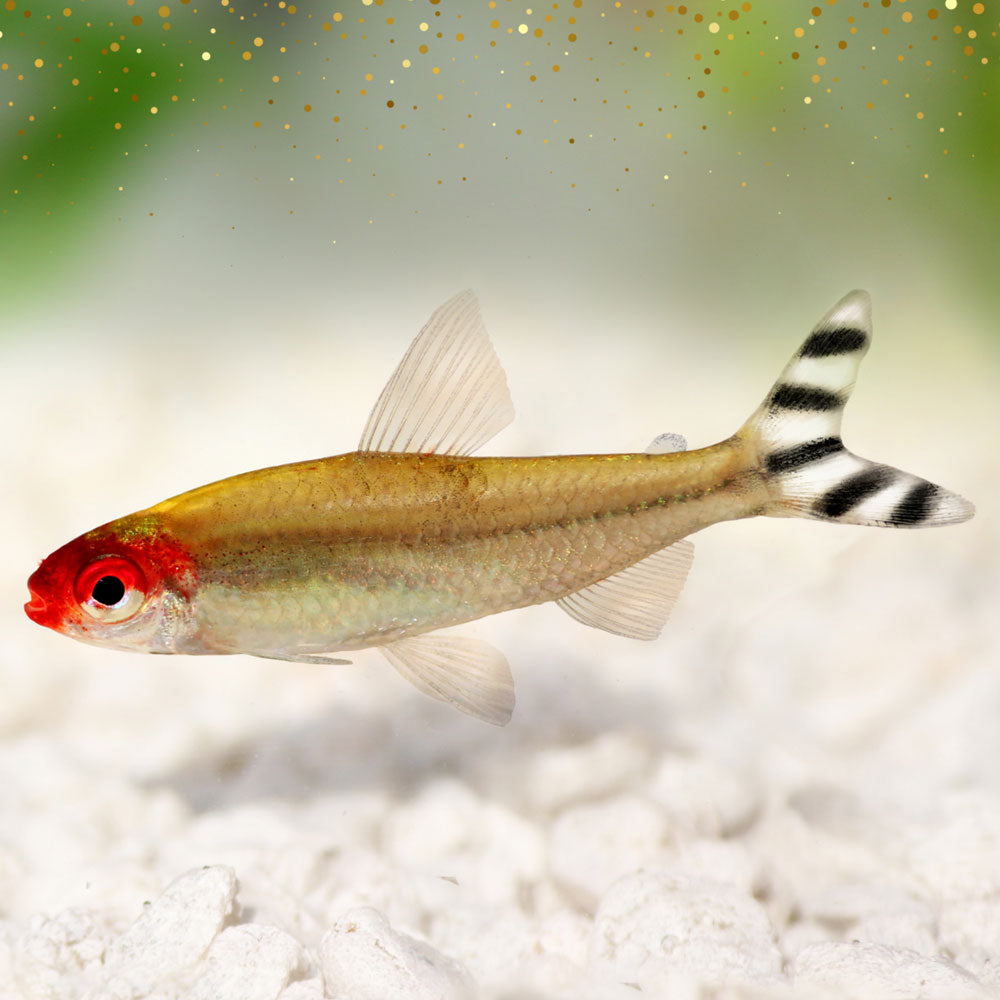 Rummy Nose Tetra (Hemigrammus rhodostomus) 3.0cm+ | Tetras Rasboras & Pencilfish | Largest Tropical Fish Selection at Your Local Fish Store