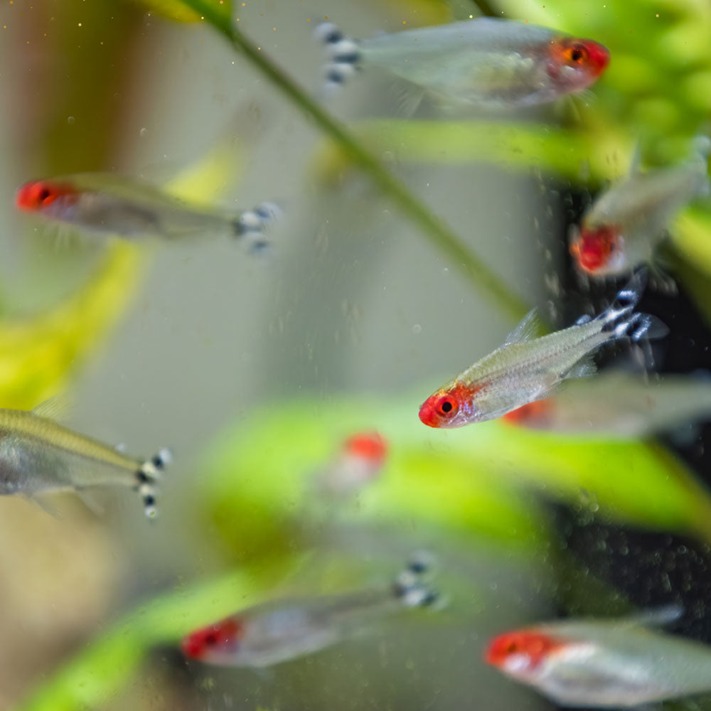 Rummy Nose Tetra (Hemigrammus rhodostomus) 3.0cm+ | Tetras Rasboras & Pencilfish | Largest Tropical Fish Selection at Your Local Fish Store
