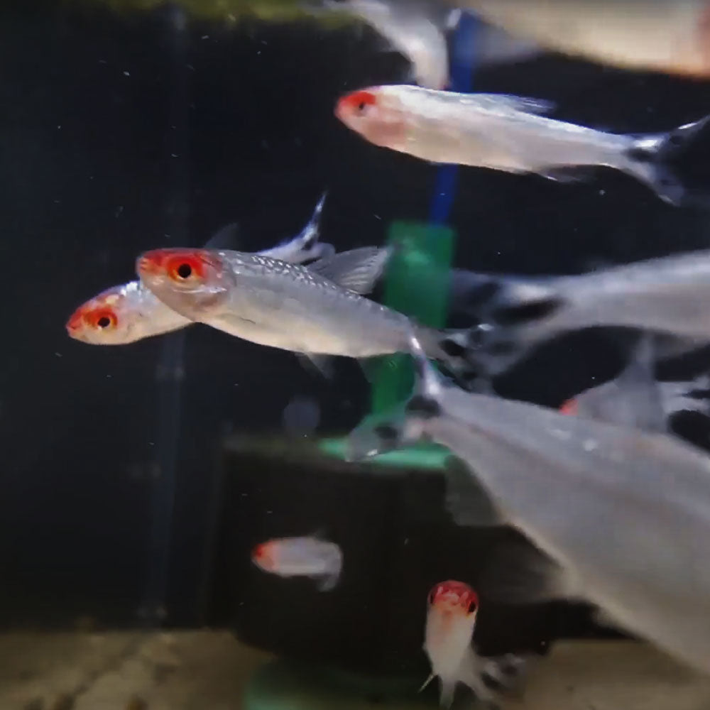 Rummy Nose Tetra (Hemigrammus rhodostomus) 3.0cm+ | Tetras Rasboras & Pencilfish | Largest Tropical Fish Selection at Your Local Fish Store