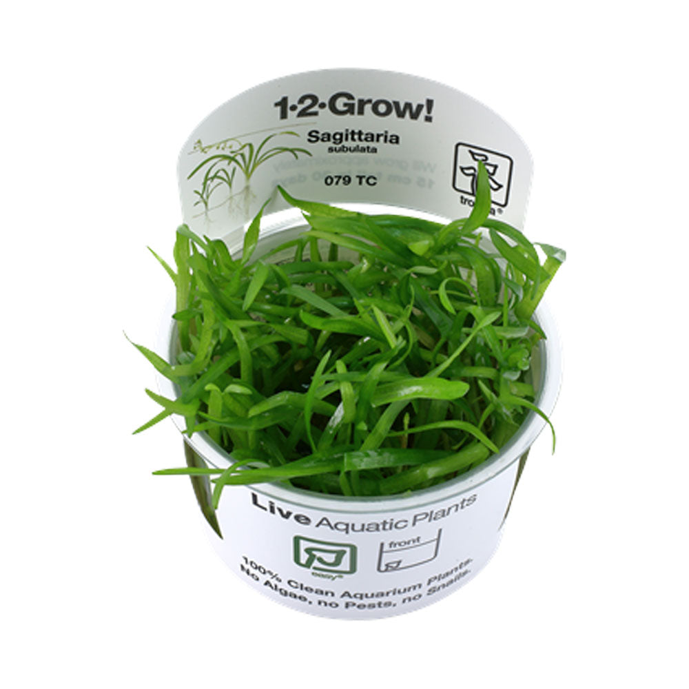 Sagittaria subulata 1-2-Grow 079 TC | Tissue Cultures | Largest Tropical Fish Selection at Your Local Fish Store