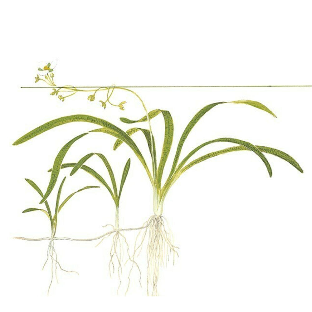 Sagittaria subulata 1-2-Grow 079 TC | Tissue Cultures | Largest Tropical Fish Selection at Your Local Fish Store