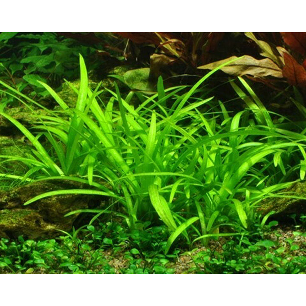 Sagittaria subulata 1-2-Grow 079 TC | Tissue Cultures | Largest Tropical Fish Selection at Your Local Fish Store