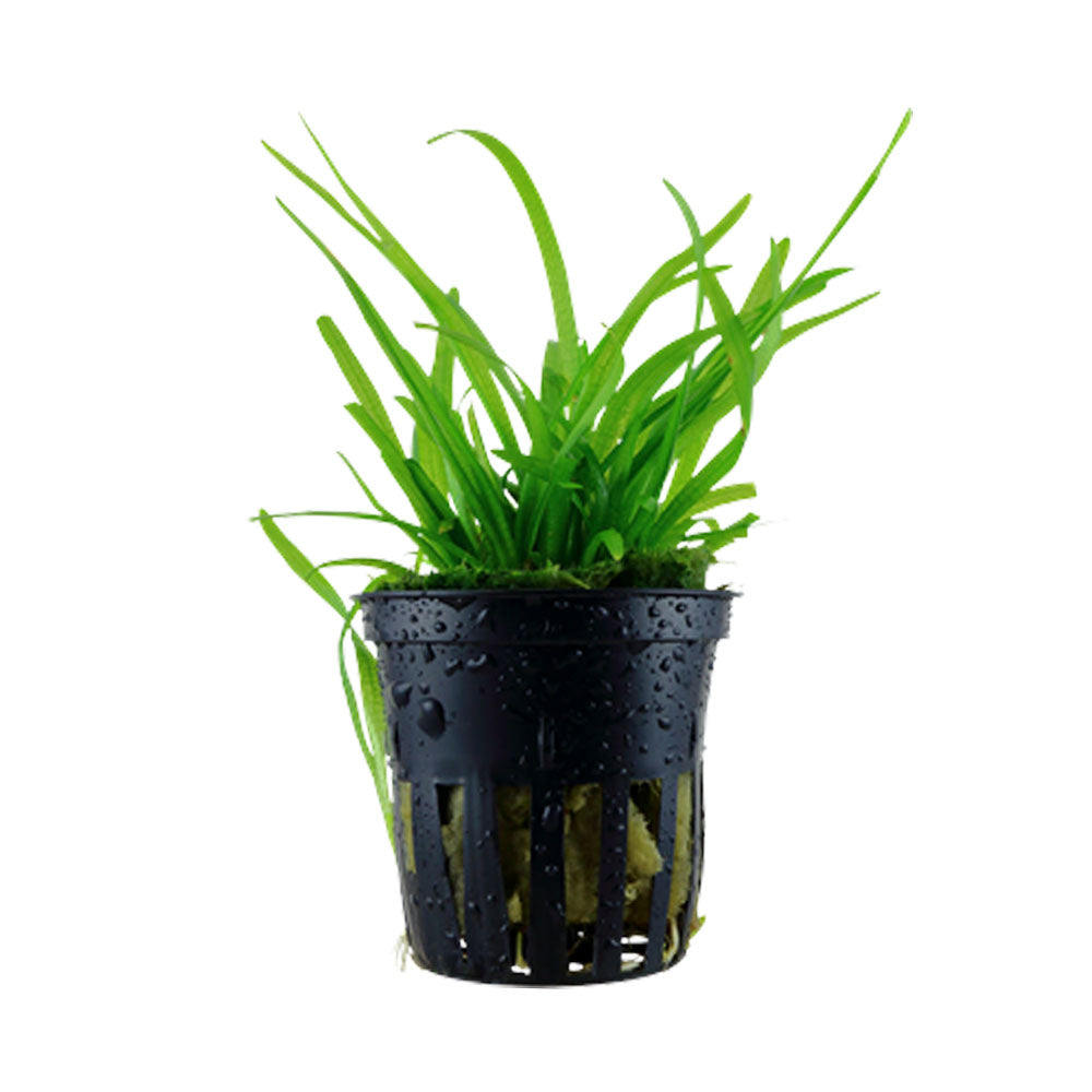 Sagittaria subulata potted 079 | Potted Plants | Largest Tropical Fish Selection at Your Local Fish Store