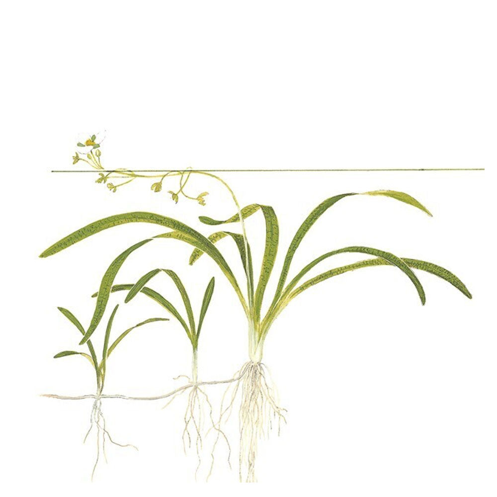 Sagittaria subulata potted 079 | Potted Plants | Largest Tropical Fish Selection at Your Local Fish Store