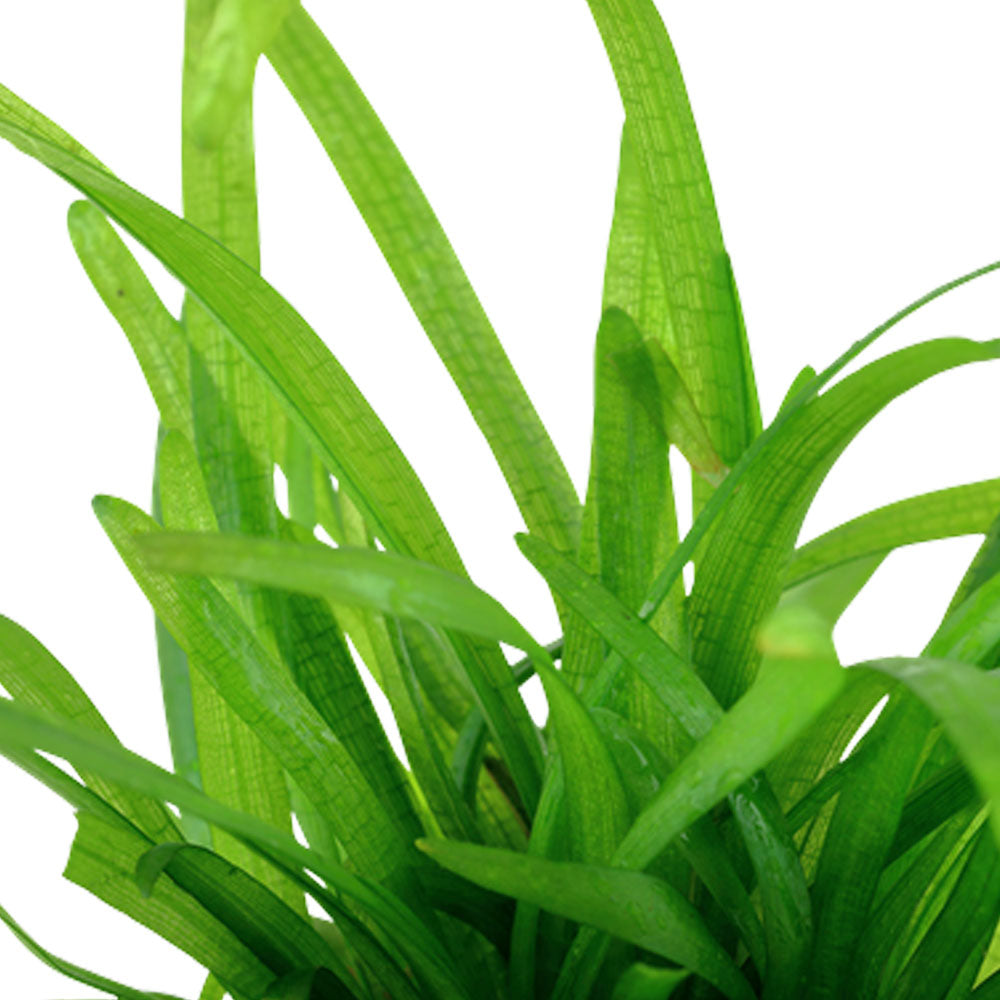 Sagittaria subulata potted 079 | Potted Plants | Largest Tropical Fish Selection at Your Local Fish Store