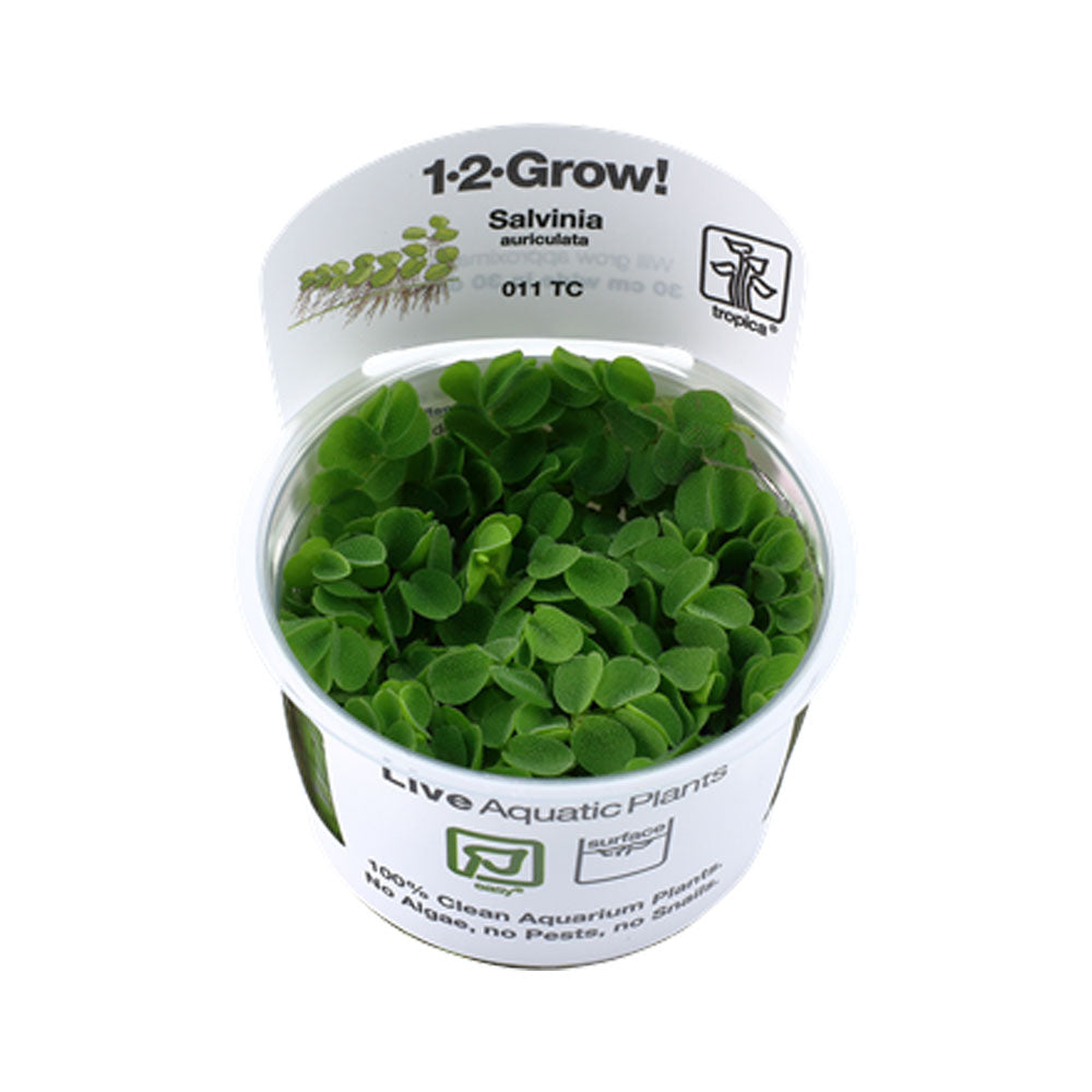 Salvinia auriculata minima 1-2-Grow 011 TC | Tissue Cultures | Largest Tropical Fish Selection at Your Local Fish Store