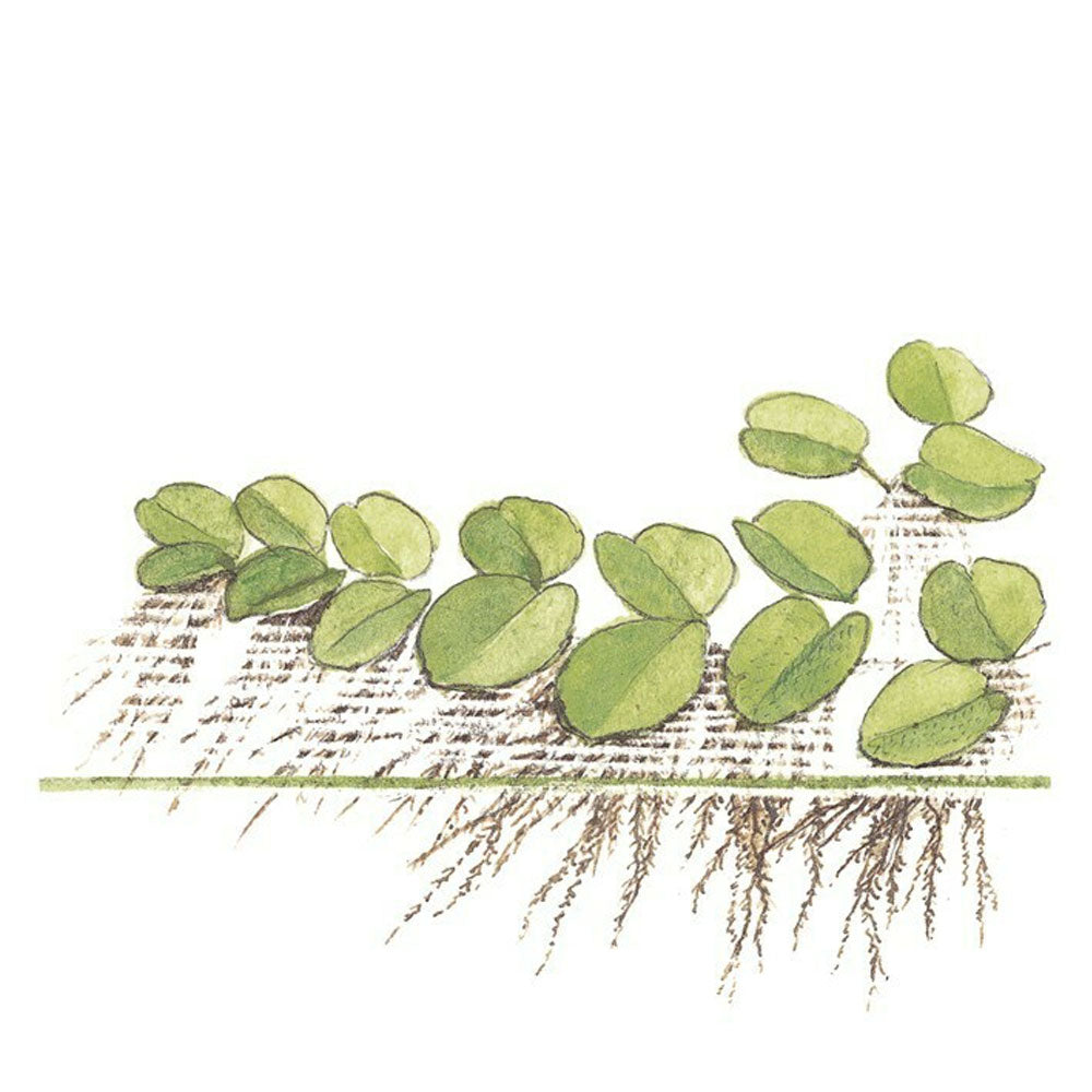 Salvinia auriculata minima 1-2-Grow 011 TC | Tissue Cultures | Largest Tropical Fish Selection at Your Local Fish Store