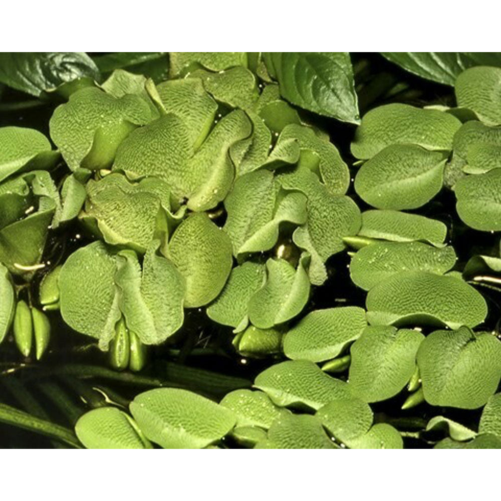 Salvinia auriculata minima 1-2-Grow 011 TC | Tissue Cultures | Largest Tropical Fish Selection at Your Local Fish Store