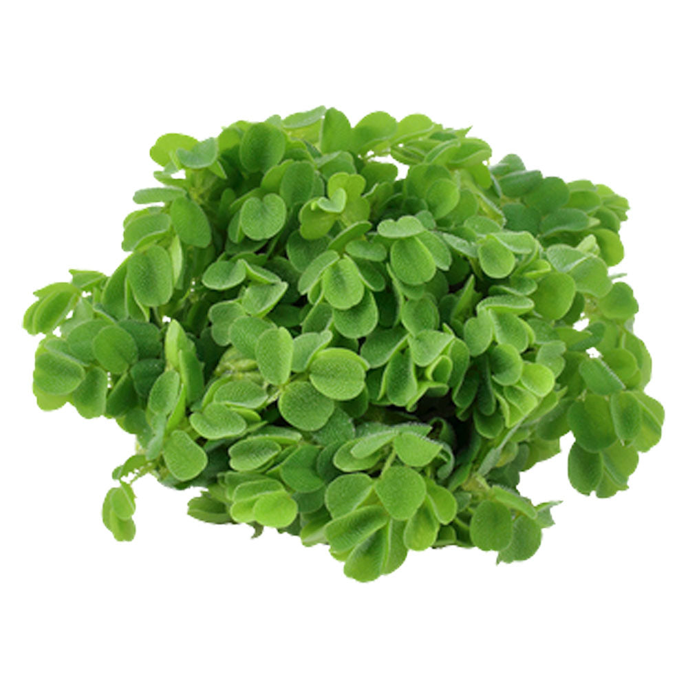 Salvinia auriculata minima 1-2-Grow 011 TC | Tissue Cultures | Largest Tropical Fish Selection at Your Local Fish Store
