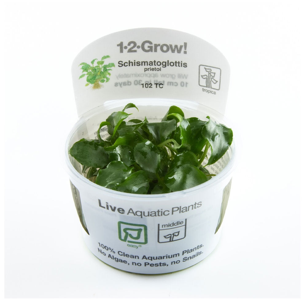 Schismatoglottis prietoi 102 TC | Tissue Cultures | Largest Tropical Fish Selection at Your Local Fish Store