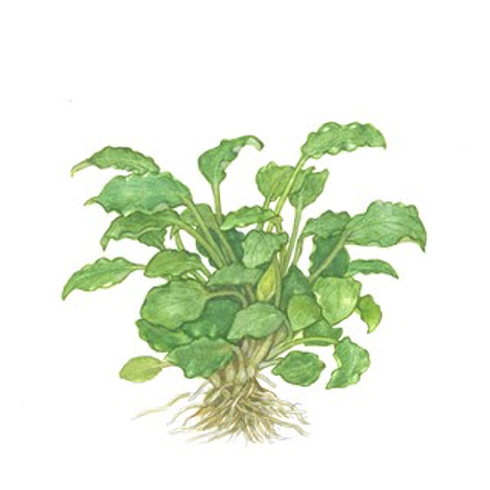 Schismatoglottis prietoi 102 TC | Tissue Cultures | Largest Tropical Fish Selection at Your Local Fish Store