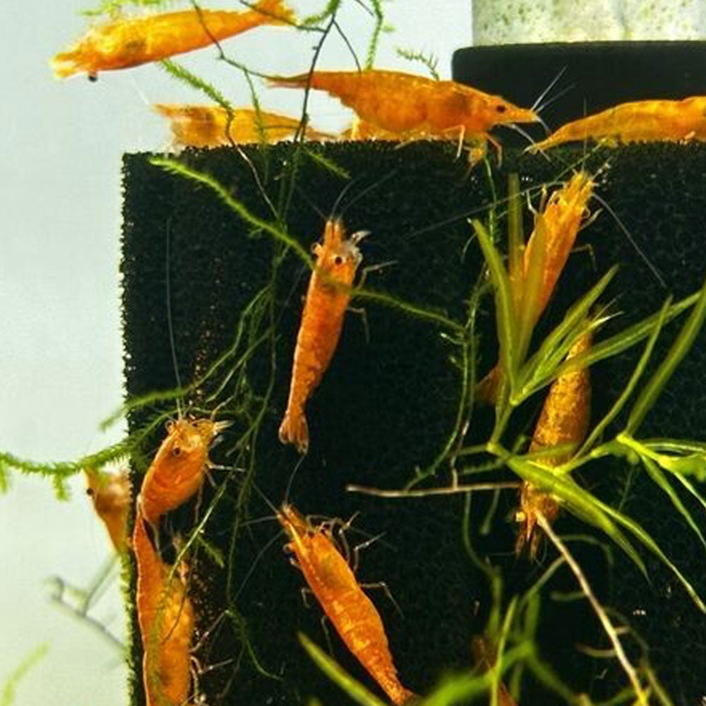 Shining Orange Shrimp (Neocaridina davidi) Medium | Snails Shrimp Crayfish Crabs | Largest Tropical Fish Selection at Your Local Fish Store