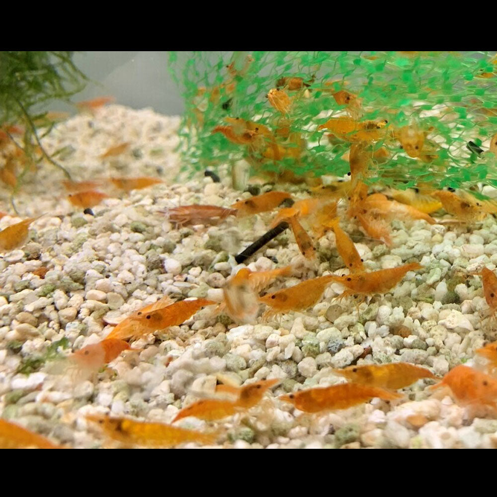 Shining Orange Shrimp (Neocaridina davidi) Medium | Snails Shrimp Crayfish Crabs | Largest Tropical Fish Selection at Your Local Fish Store