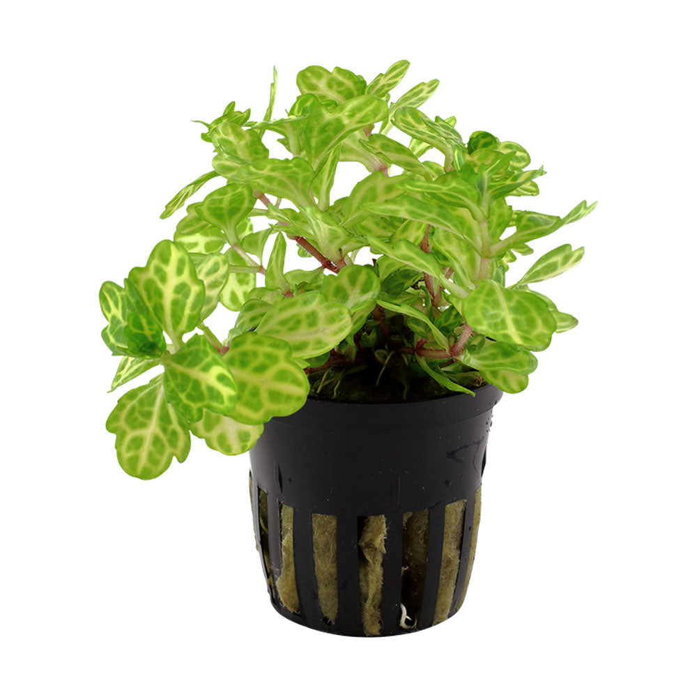 Shinnersia rivularis 'Weiss-Grün' potted 053E | Potted Plants | Largest Tropical Fish Selection at Your Local Fish Store