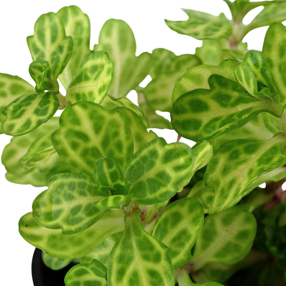 Shinnersia rivularis 'Weiss-Grün' potted 053E | Potted Plants | Largest Tropical Fish Selection at Your Local Fish Store