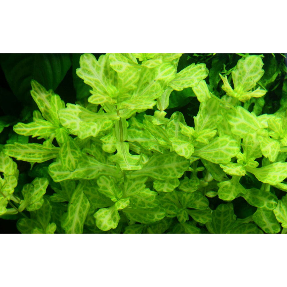 Shinnersia rivularis 'Weiss-Grün' potted 053E | Potted Plants | Largest Tropical Fish Selection at Your Local Fish Store