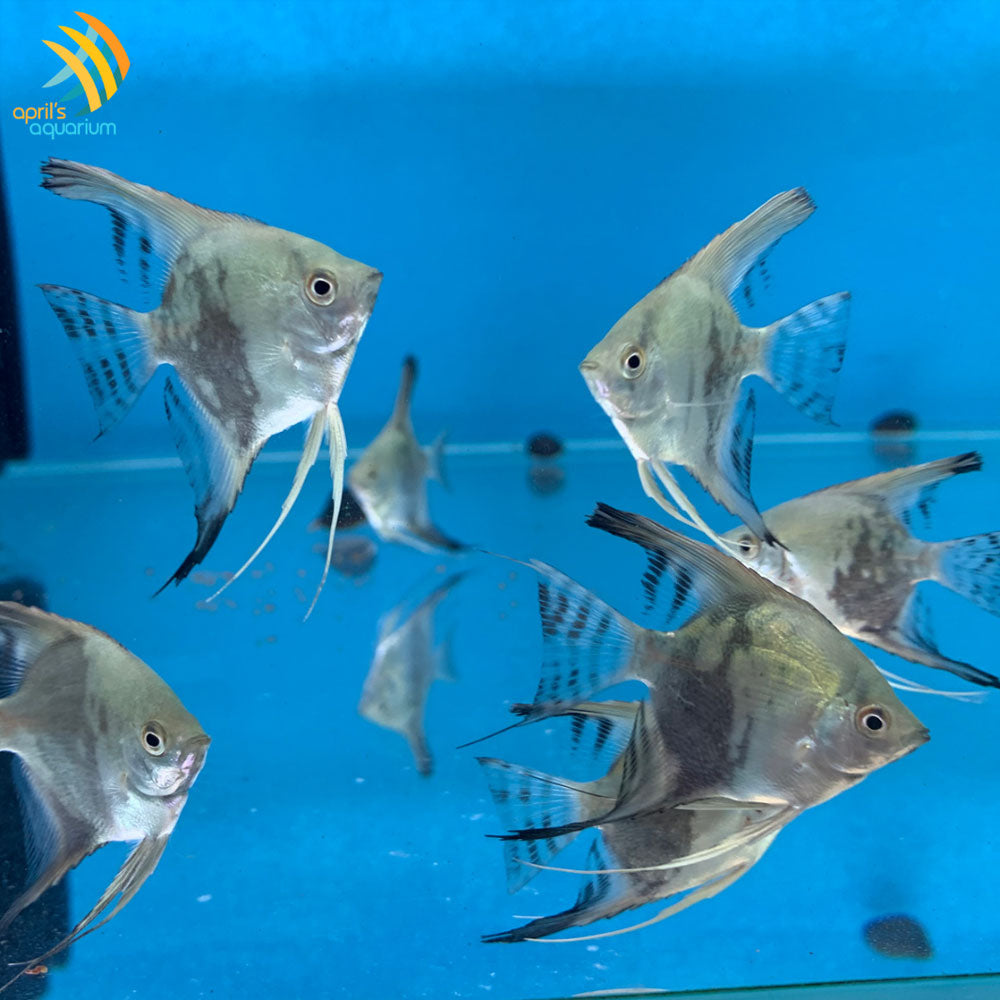 Smokey Blue Paraiba Angelfish 4-5cm | Cichlids Badis & Gouramis | Largest Tropical Fish Selection at Your Local Fish Store