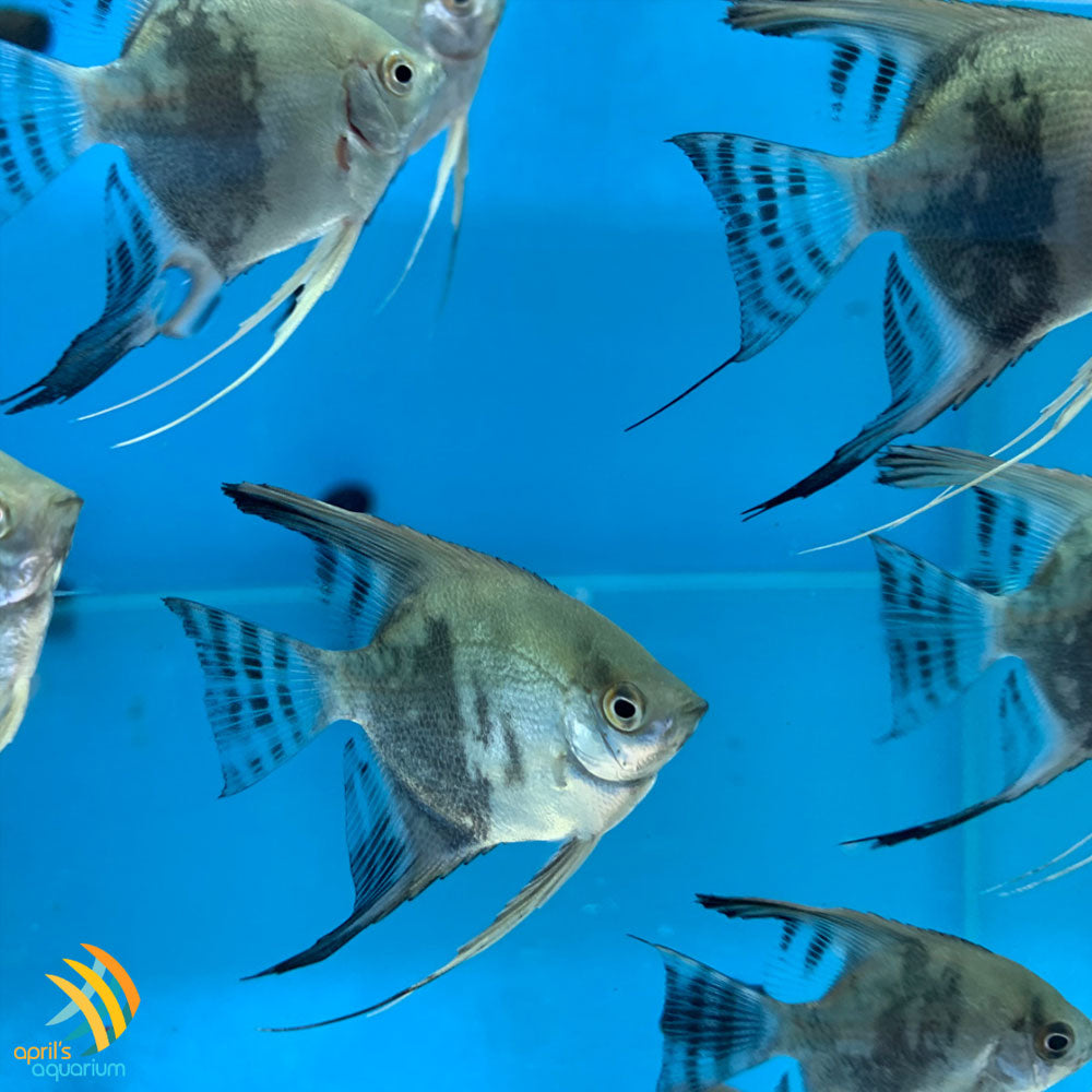 Smokey Blue Paraiba Angelfish 4-5cm | Cichlids Badis & Gouramis | Largest Tropical Fish Selection at Your Local Fish Store