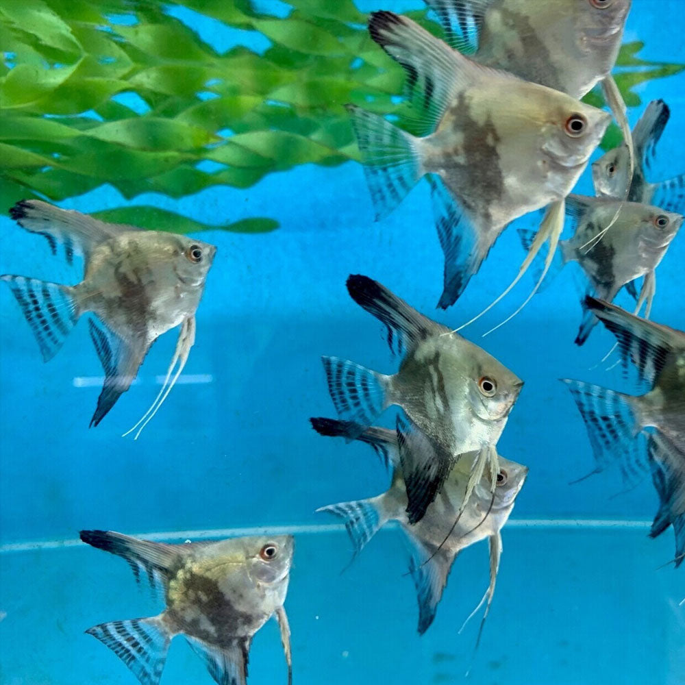 Smokey Blue Paraiba Angelfish 4-5cm | Cichlids Badis & Gouramis | Largest Tropical Fish Selection at Your Local Fish Store