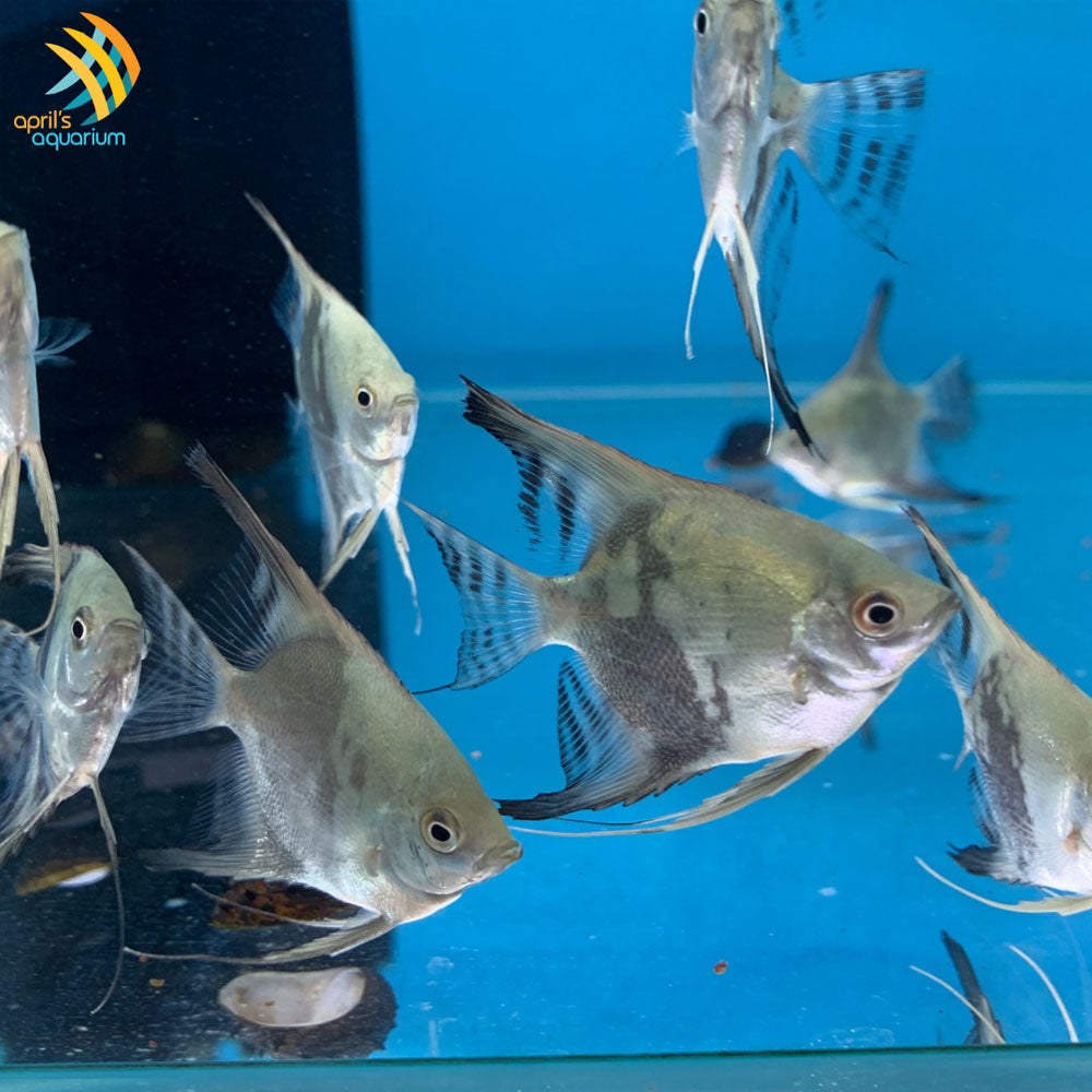 Smokey Blue Paraiba Angelfish 4-5cm | Cichlids Badis & Gouramis | Largest Tropical Fish Selection at Your Local Fish Store