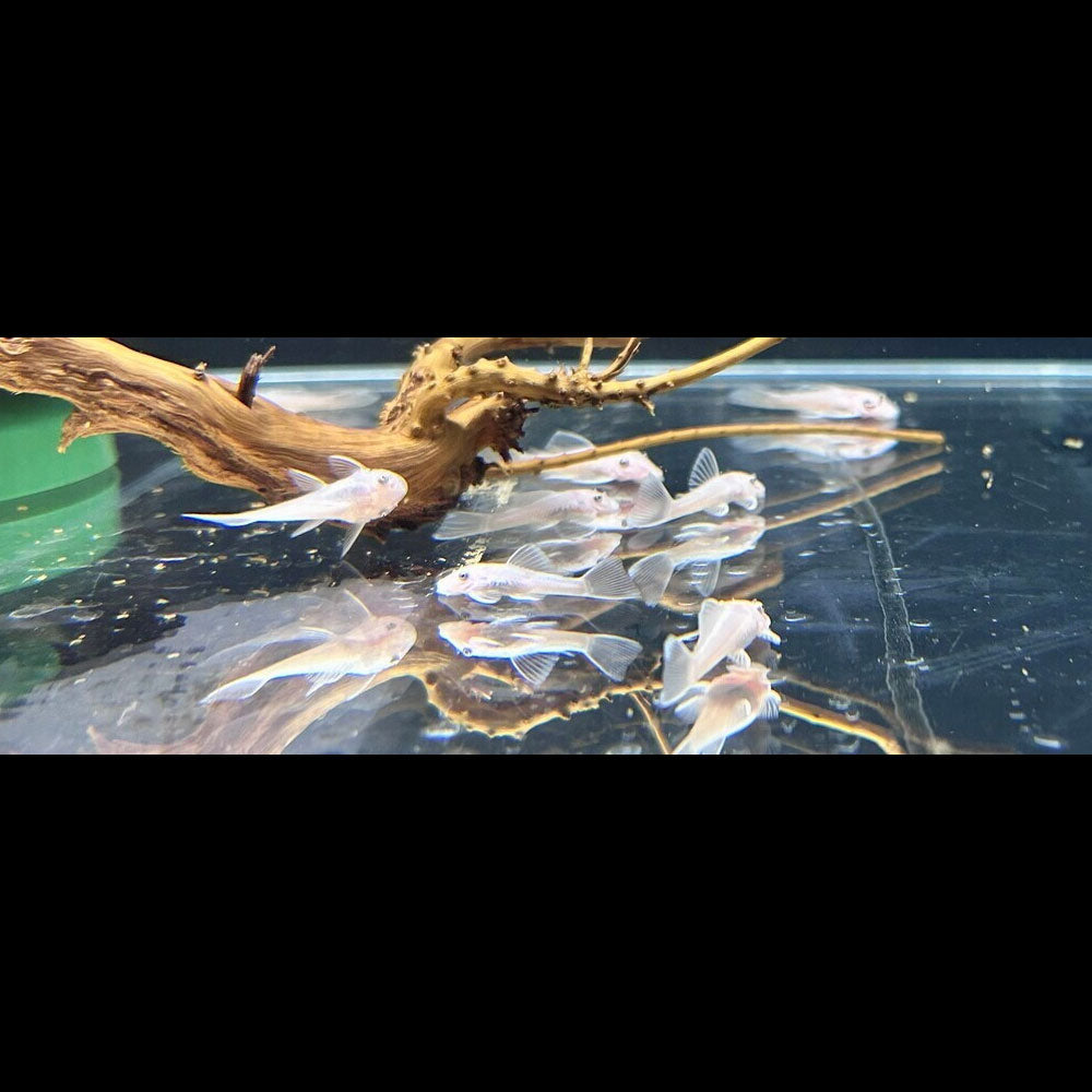 Snow White Bristlenose 4-6cm (Aquarium Glaser) | Catfish Loaches & Plecos | Largest Tropical Fish Selection at Your Local Fish Store