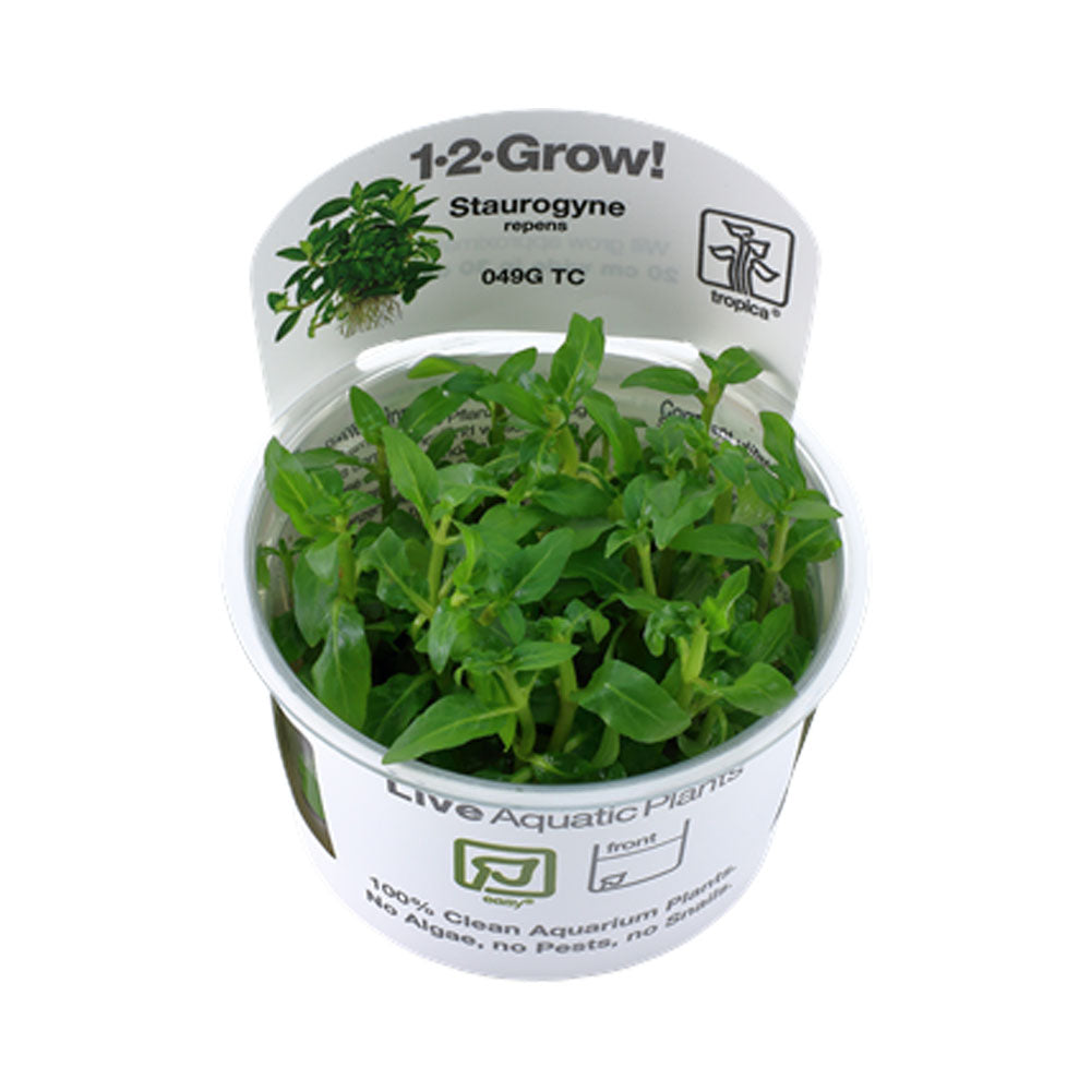Staurogyne repens 1-2-Grow 049G TC | Tissue Cultures | Largest Tropical Fish Selection at Your Local Fish Store