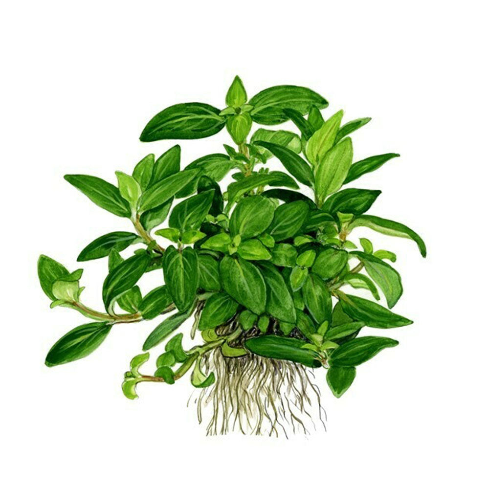 Staurogyne repens 1-2-Grow 049G TC | Tissue Cultures | Largest Tropical Fish Selection at Your Local Fish Store