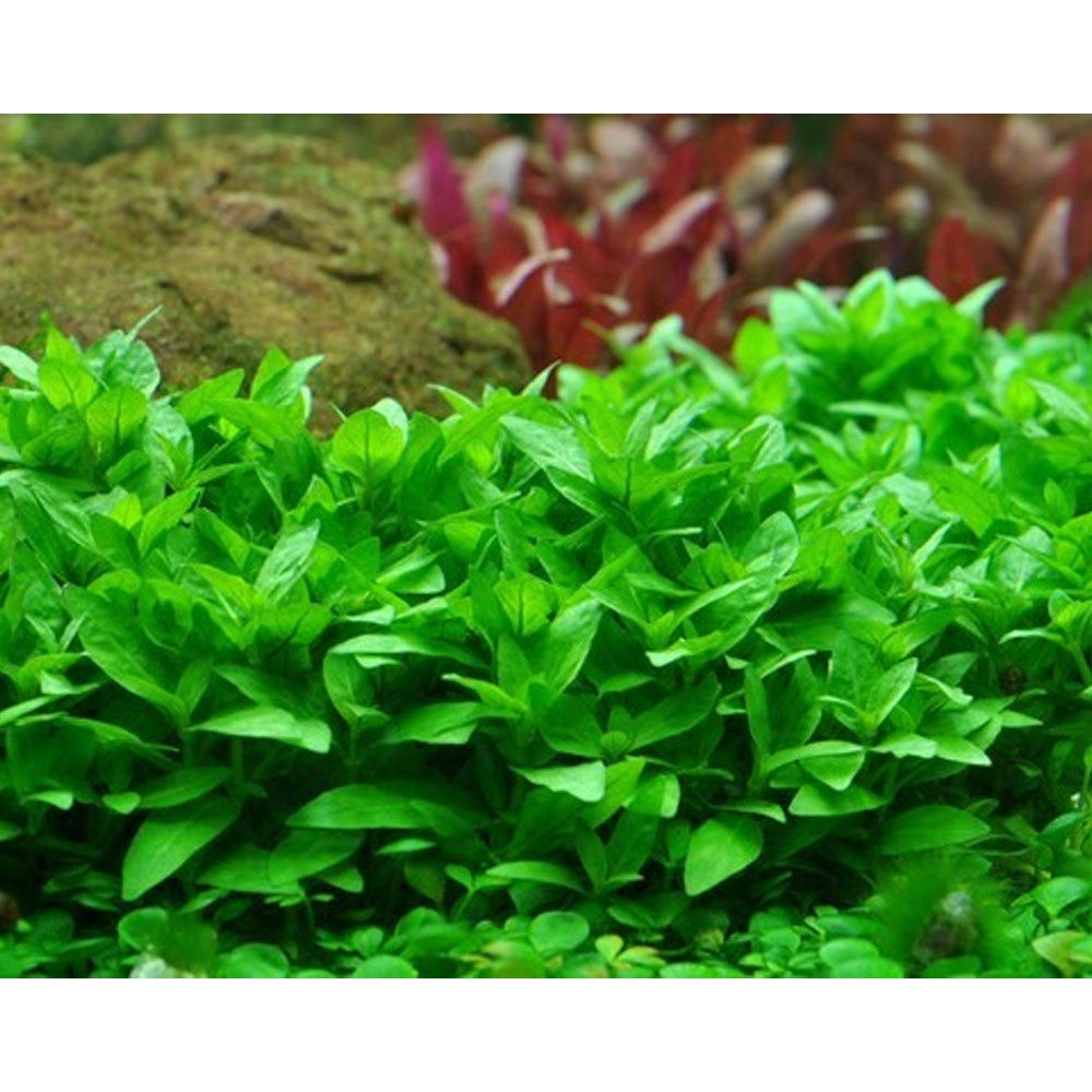Staurogyne repens 1-2-Grow 049G TC | Tissue Cultures | Largest Tropical Fish Selection at Your Local Fish Store