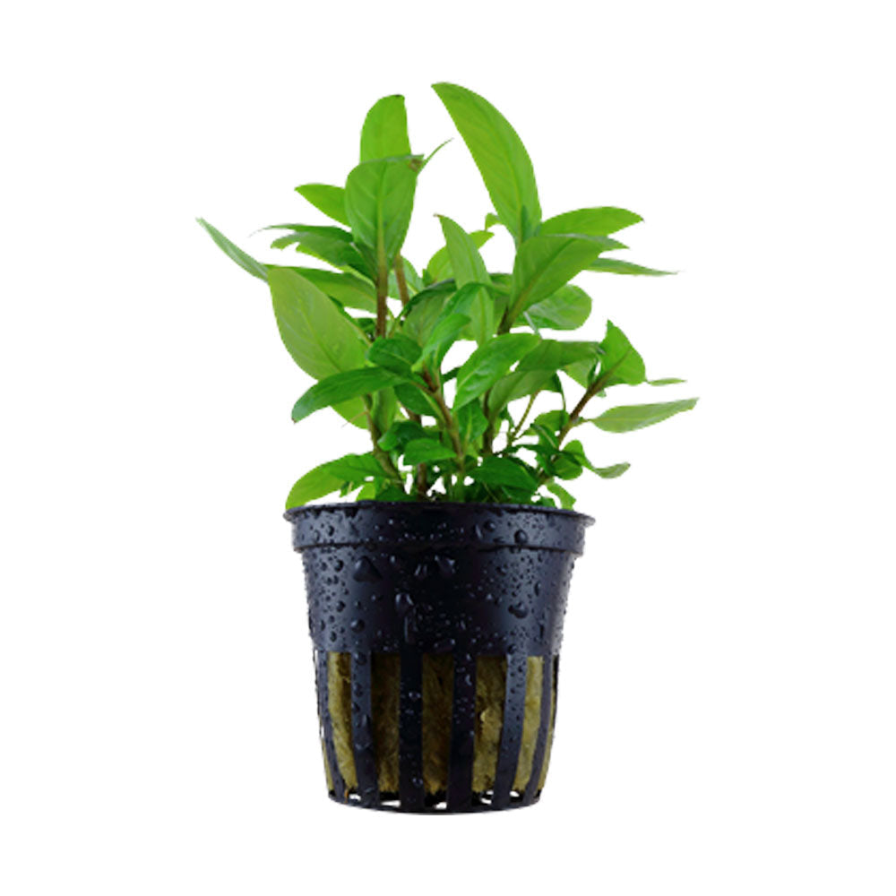 Staurogyne repens potted 049G | Potted Plants | Largest Tropical Fish Selection at Your Local Fish Store