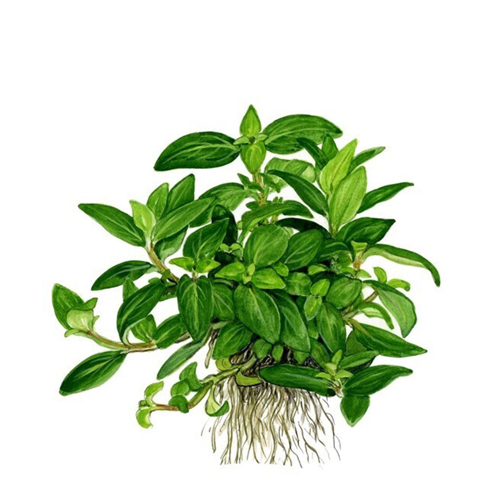 Staurogyne repens potted 049G | Potted Plants | Largest Tropical Fish Selection at Your Local Fish Store