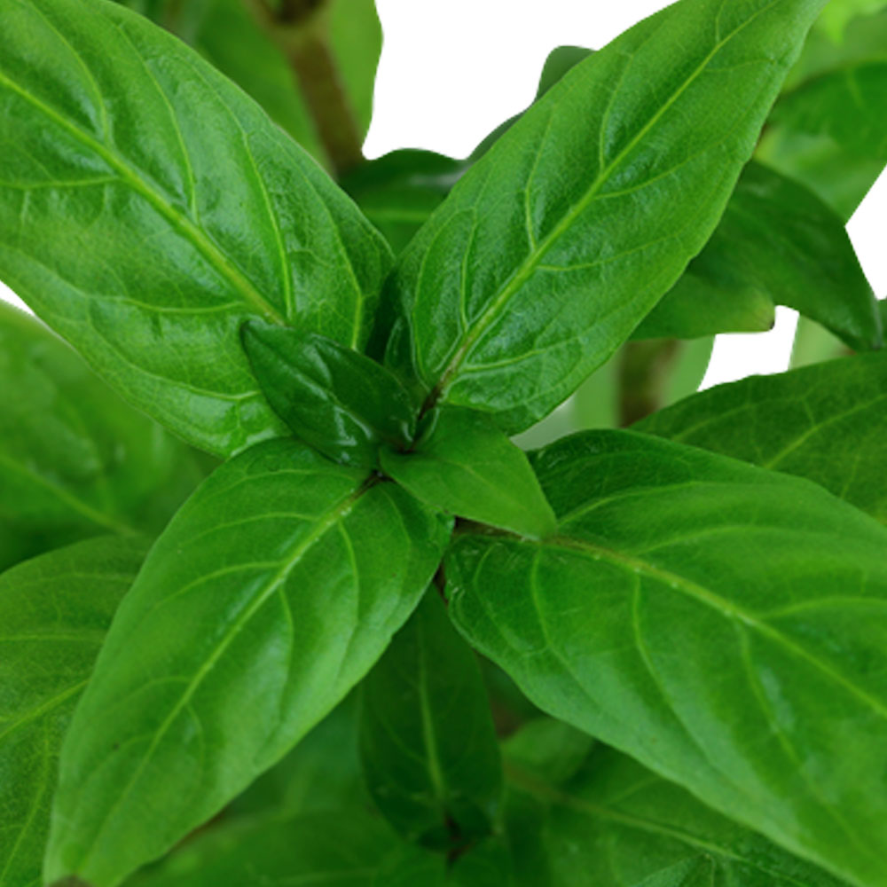 Staurogyne repens potted 049G | Potted Plants | Largest Tropical Fish Selection at Your Local Fish Store