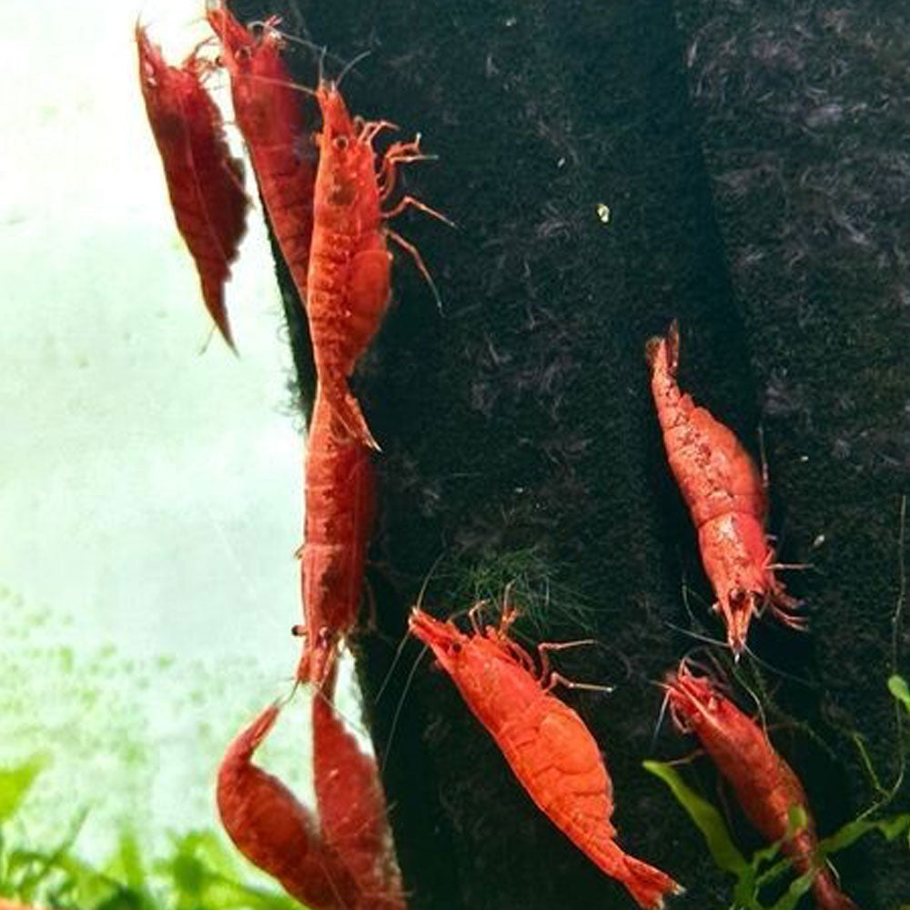 Supreme Red Fire Shrimp Large | Snails Shrimp Crayfish Crabs | Largest Tropical Fish Selection at Your Local Fish Store