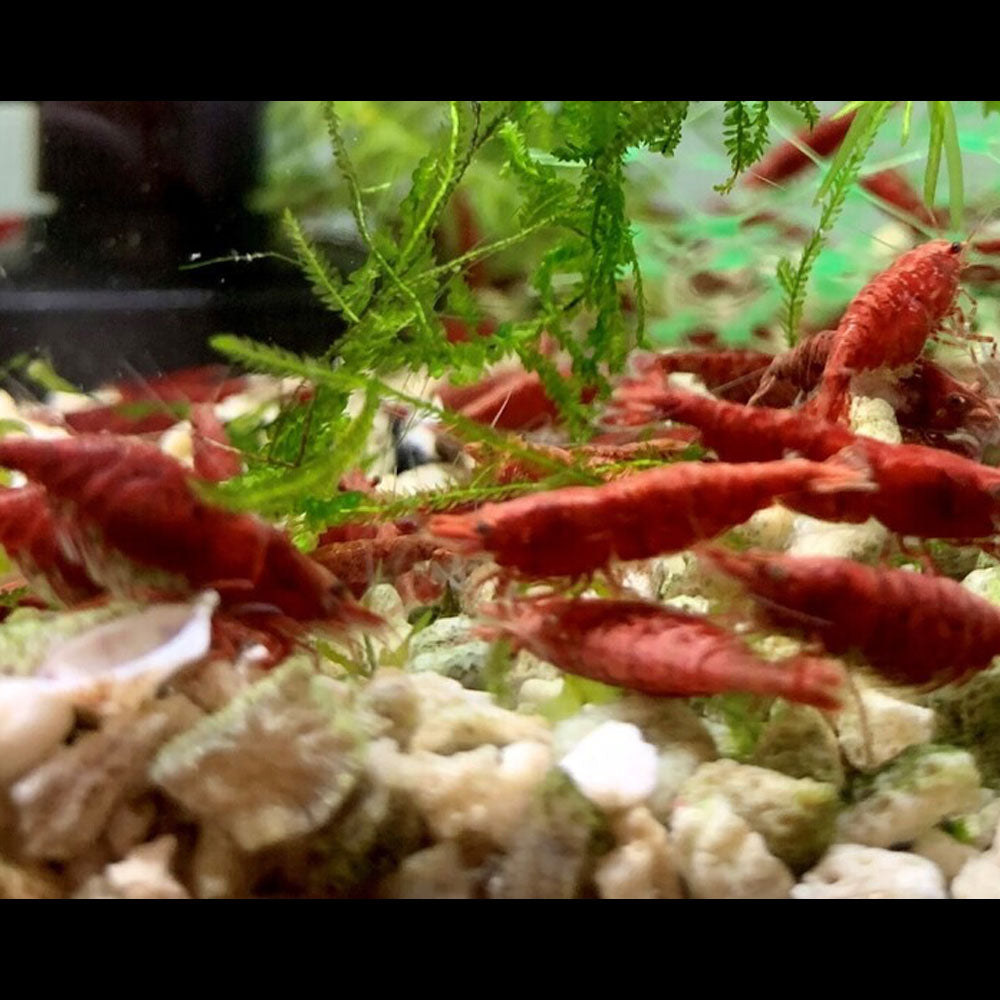 Supreme Red Fire Shrimp Large | Snails Shrimp Crayfish Crabs | Largest Tropical Fish Selection at Your Local Fish Store