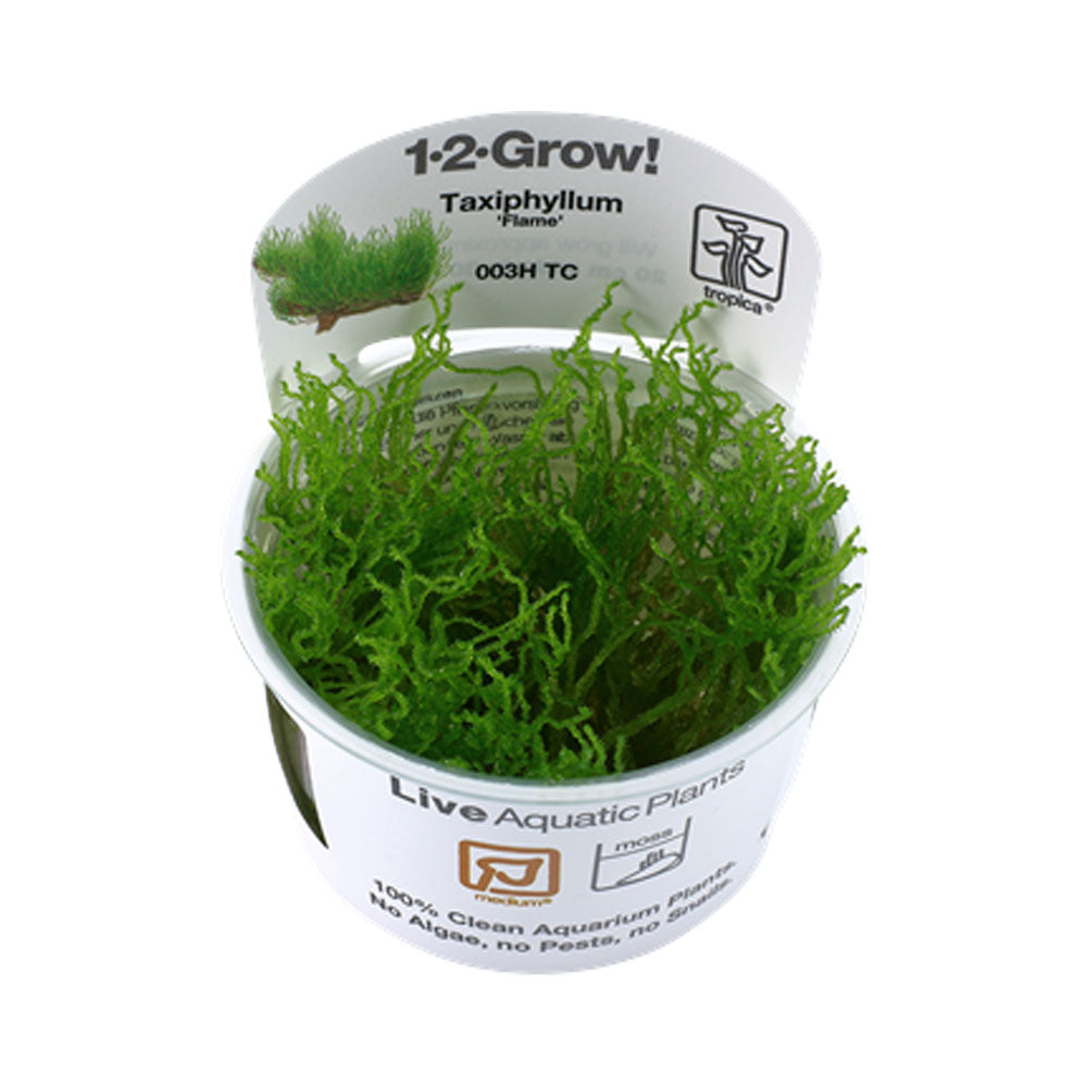 Taxiphyllum 'Flame' 1-2-Grow 003H TC | Tissue Cultures | Largest Tropical Fish Selection at Your Local Fish Store