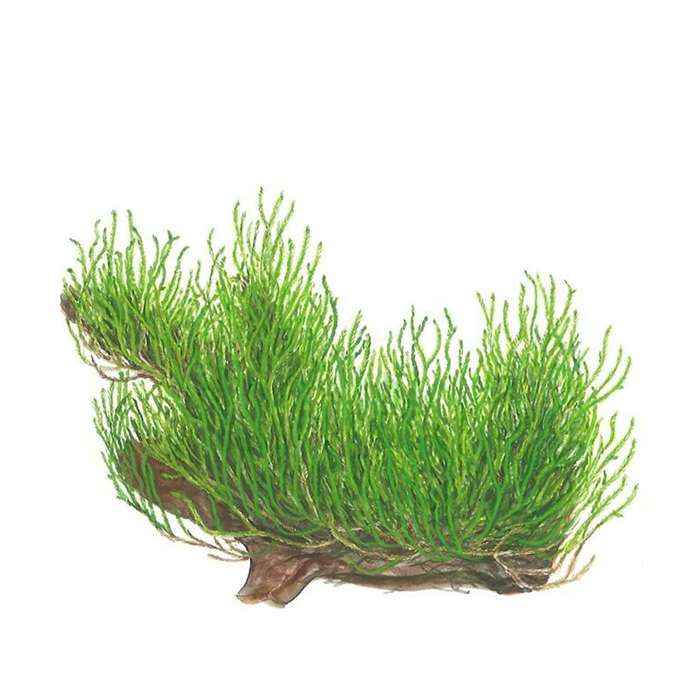 Taxiphyllum 'Flame' 1-2-Grow 003H TC | Tissue Cultures | Largest Tropical Fish Selection at Your Local Fish Store