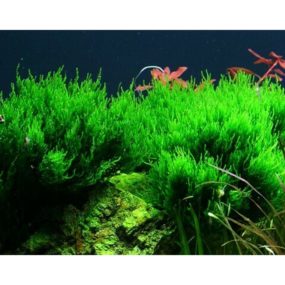 Taxiphyllum 'Flame' 1-2-Grow 003H TC | Tissue Cultures | Largest Tropical Fish Selection at Your Local Fish Store