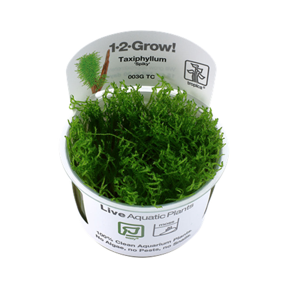 Taxiphyllum 'Spiky Moss' 1-2-Grow 003G TC | Tissue Cultures | Largest Tropical Fish Selection at Your Local Fish Store