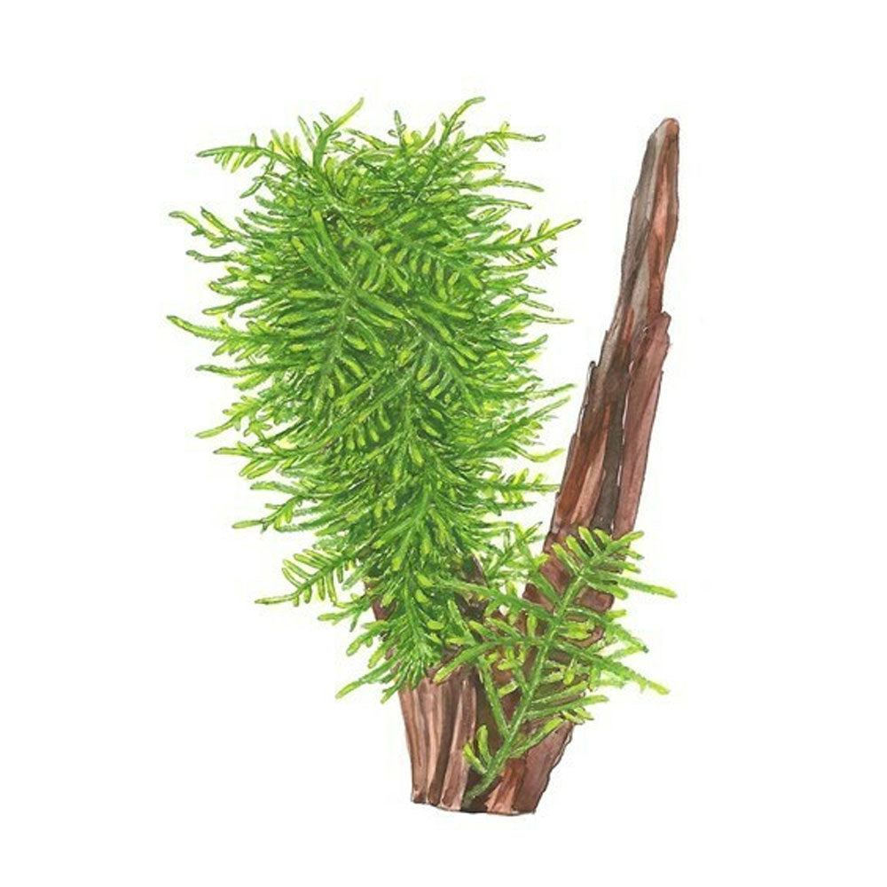 Taxiphyllum 'Spiky Moss' 1-2-Grow 003G TC | Tissue Cultures | Largest Tropical Fish Selection at Your Local Fish Store