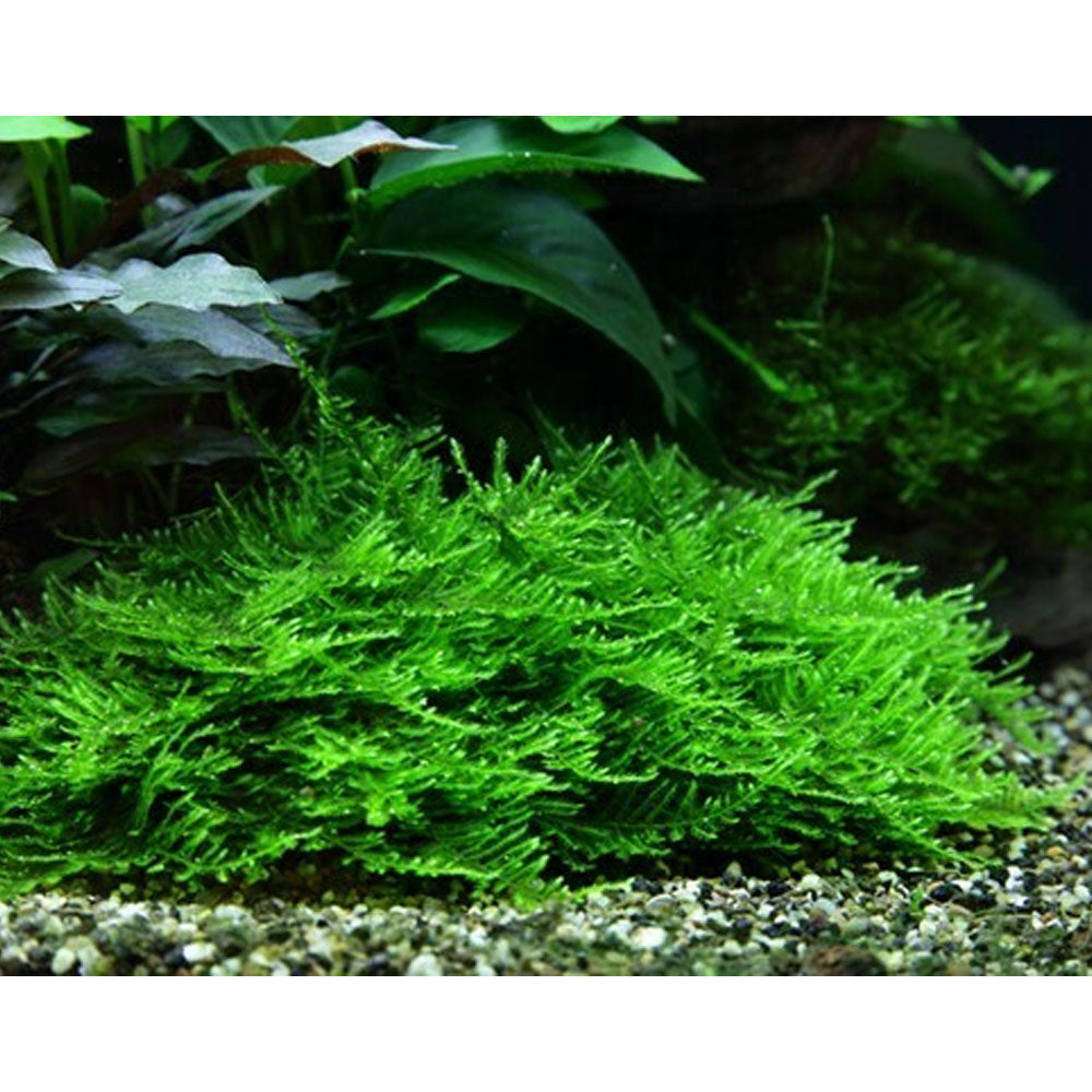 Taxiphyllum 'Spiky Moss' 1-2-Grow 003G TC | Tissue Cultures | Largest Tropical Fish Selection at Your Local Fish Store