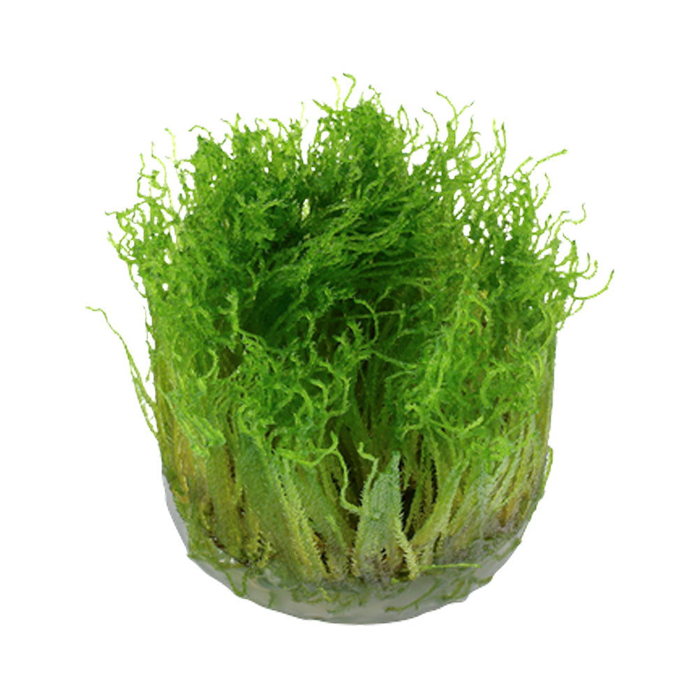 Taxiphyllum 'Spiky Moss' 1-2-Grow 003G TC | Tissue Cultures | Largest Tropical Fish Selection at Your Local Fish Store
