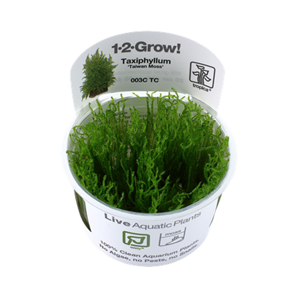 Taxiphyllum 'Taiwan Moss' 1-2-Grow 003C TC | Tissue Cultures | Largest Tropical Fish Selection at Your Local Fish Store